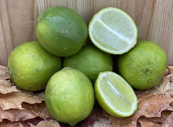 Lime - Pack of 3 - approx 250g - Organic