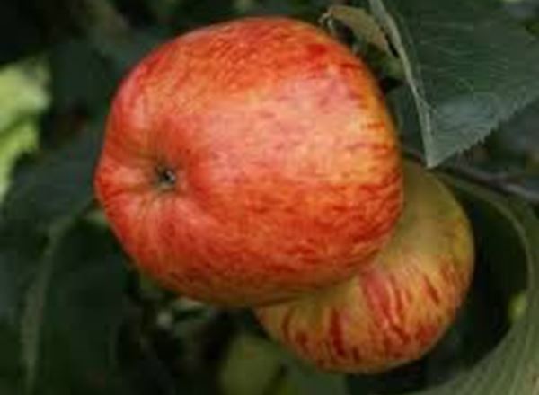 Apples - Cox Royale