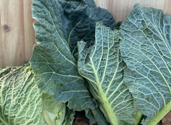Cabbage, Savoy- Individual- Organic