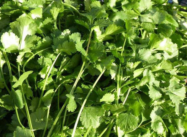 V.Coriander leaves (approx 40g)