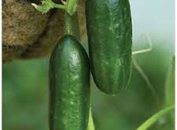 Mini Cucumber