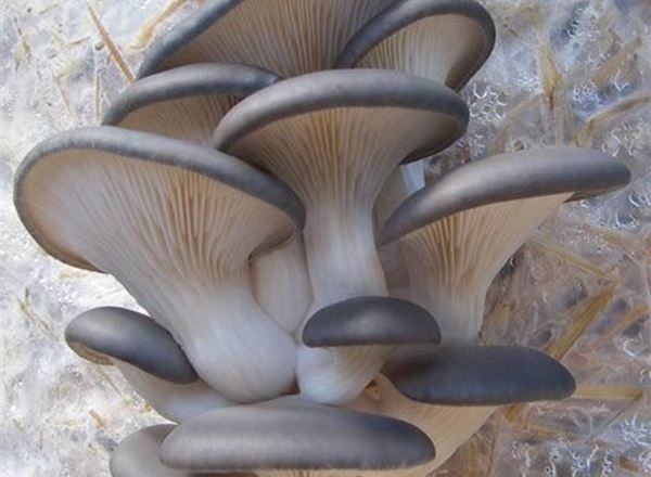 Mushrooms - Oyster