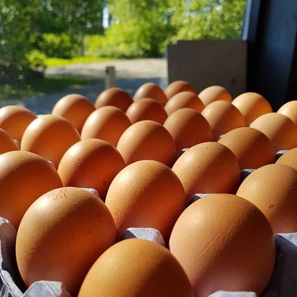 Northumbrian Free Range Eggs